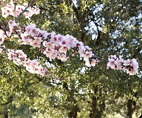 Inspiration naturelle