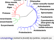 TOUT SERAIT PHYSICO-CHIMIE CHEZ VIVANT suite