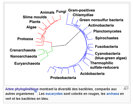 Capture.PNG BACTERIES.PNG