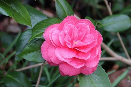 3 camellia veneux 15 mars 2014 003.jpg