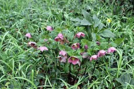 4 hellebore veneux 15 mars 2014 007.jpg
