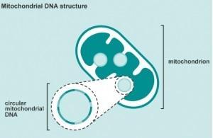 PMA: Les États-Unis à l'heure de la manipulation mitochondriale? – Science