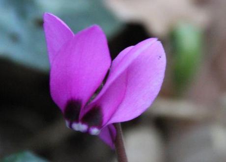 9 cyclamen ps 16 mars 2014 007.jpg