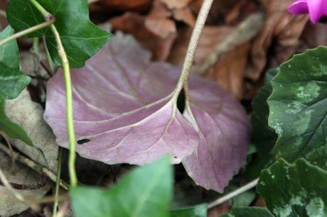 4 cyclamen ps 16 mars 2014 014.jpg