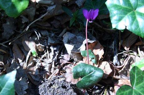 5 cyclamen pseudibericum 001 (4).jpg