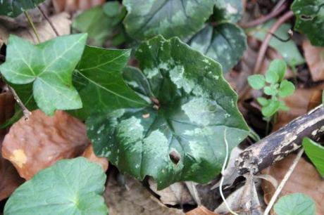 3 cyclamen ps 16 mars 2014 013.jpg