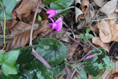 2 cyclamen ps 16 mars 2014 016.jpg
