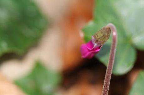 cyclamen ps 16 mars 2014 025.jpg