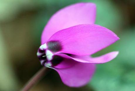 10 cyclamen ps 16 mars 2014 022.jpg