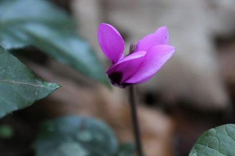 7 cyclamen ps 16 mars 2014 006.jpg