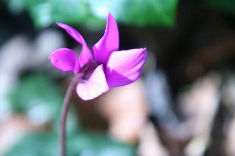 8 cyclamen ps 2014 001 (3).jpg