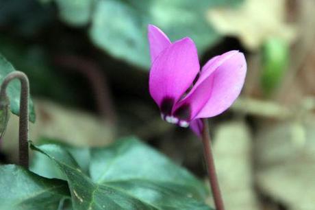 6 cyclamen ps 16 mars 2014 008.jpg