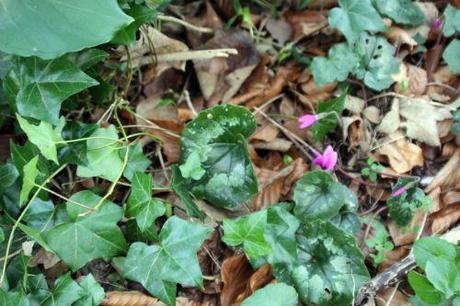 1 cyclamen ps 16 mars 2014 012.jpg