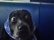 Pollution parisienne N’oubliez guide