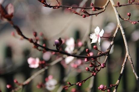 Un avant-goût de printemps printemps3