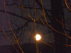 carnet,journal,prairie journal,note,chronique,blog littéraire de christian cottet-emard,arbustes à papillons,plante rudérale,friche,quartier,ville,village,sachets,plastique,lune,photo numérique,appareils numériques,élections municipales,équipement,développement,économie,finance,tourisme,vivre ensemble,politique,table de jardin,soleil,lumière,sandwich,vin,cigare