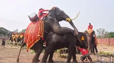 Thaïlande: Le 12-03, le jour des éléphants (2014) HD