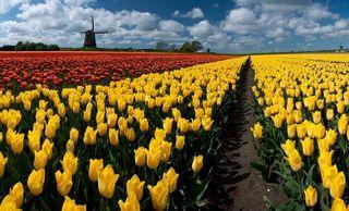Hollande-tulipes