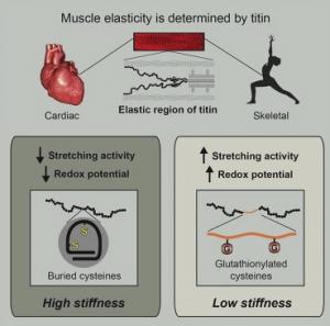 FORCE MUSCULAIRE: Comment, grâce à Titine, le muscle garde la mémoire  – Cell