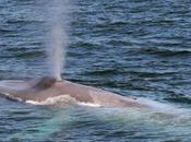 "Voir baleines dauphins Mirissa" activité touristique maltraite animaux