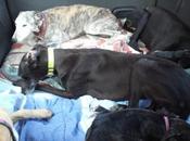 Vidéo sauvetage voyage galgos d'Espagne