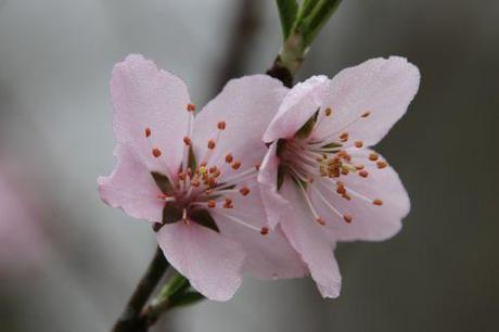 3 ingrid romi 18 mars 2014 004 (3).jpg