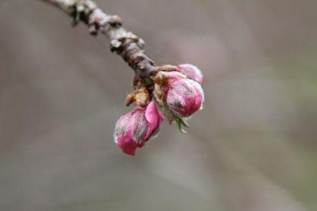 lacrima romi 18 mars 2014 057.jpg