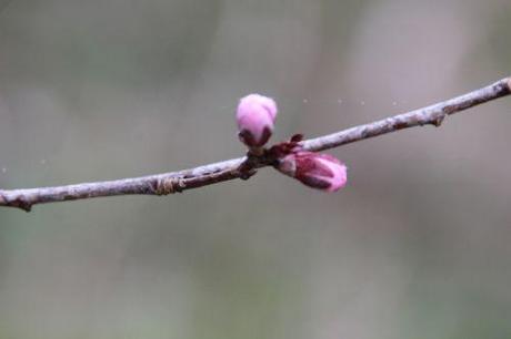 pourpre de st genis romi 18 mars 2014 049.jpg