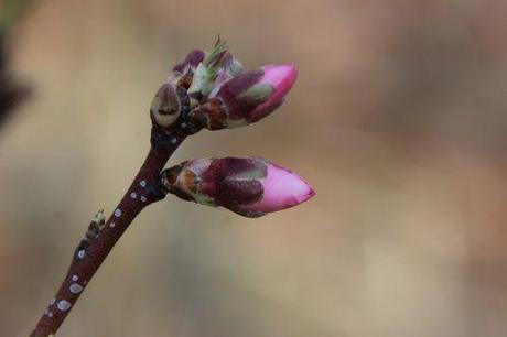 1 ingrid romi 8 mars 2014 044 (2).jpg