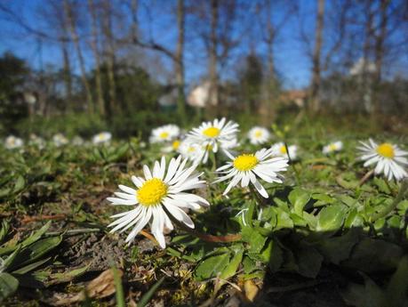 poussée de printemps
