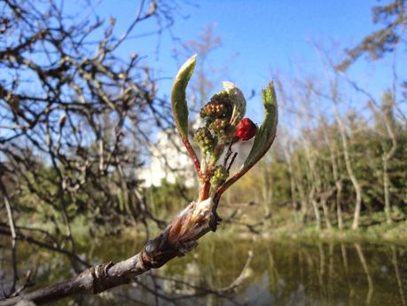 poussée de printemps