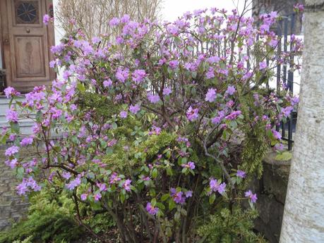 poussée de printemps