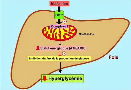 Héritabilité des variations de la réponse glycémique à la metformine : étude sur génome entier des aspects complexes