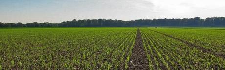 l_odeur_du_printemps