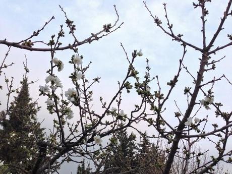 Fleurs de cerisier, première..