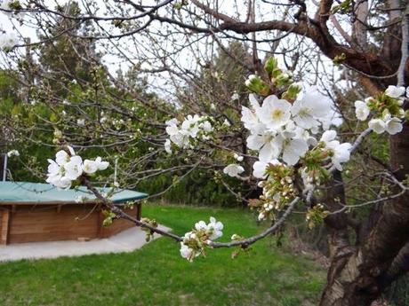 Fleurs de cerisier, première..