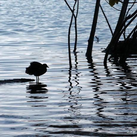 もののあはれ - Mono no Aware Project #8