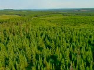 La forêt boréale canadienne, un aspirateur de gaz à effet de serre