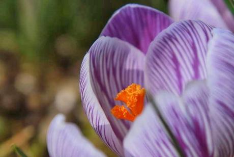 Début mars au jardin, en gros plan