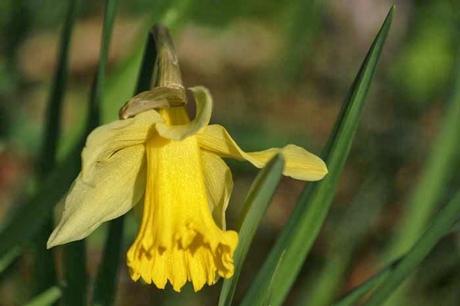 Début mars au jardin, en gros plan