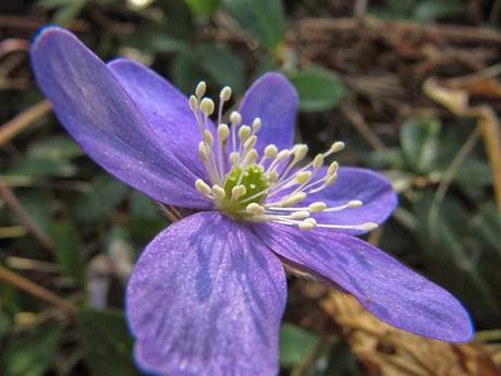 Début mars au jardin, en gros plan
