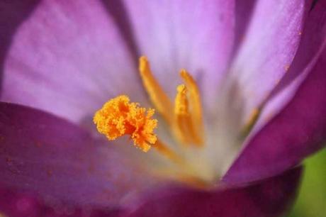 Début mars au jardin, en gros plan