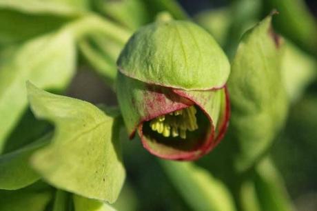 Début mars au jardin, en gros plan