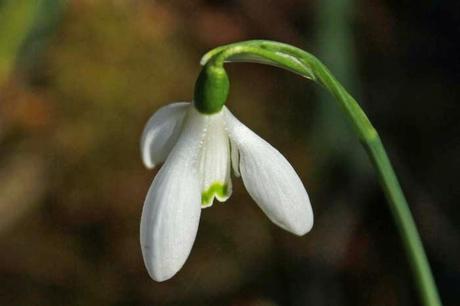 Début mars au jardin, en gros plan