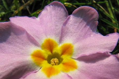 Début mars au jardin, en gros plan