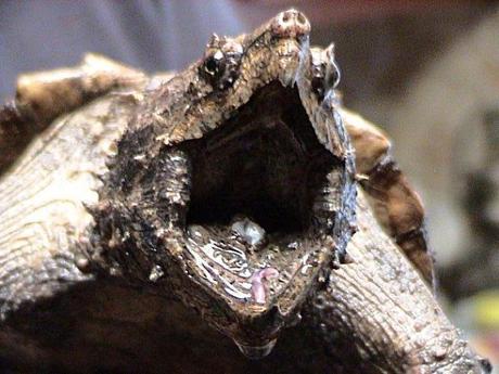 Alligator_Snapping_Turtle