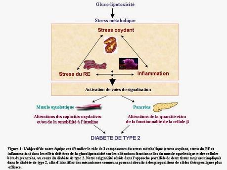 Stress lipotoxique du reticulum endoplasmique, altération fonctionnelle de la cellule β et diabète de type 2