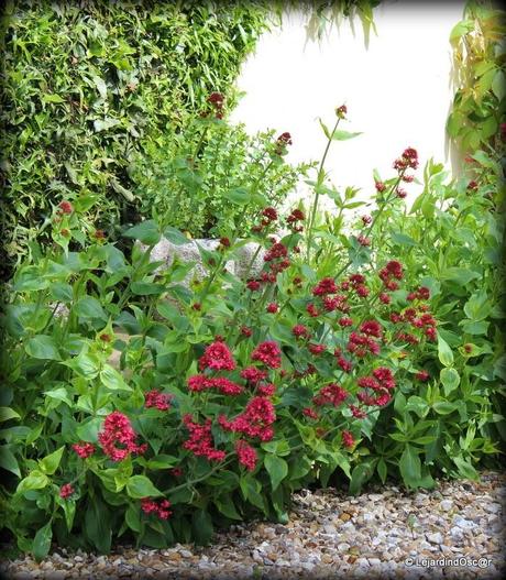 Les invasives du jardin...