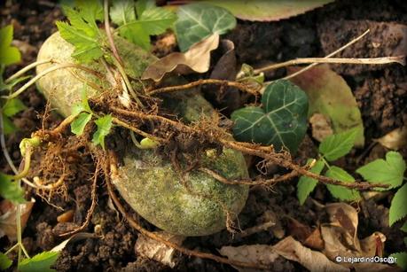 Les invasives du jardin...