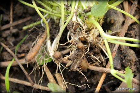 Les invasives du jardin...